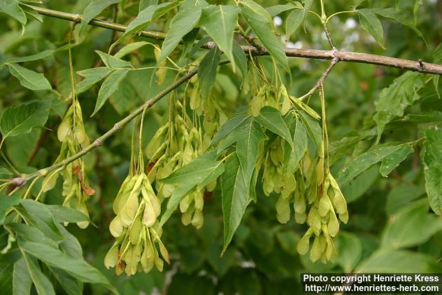 Photo: Acer negundo. Photo: Acer negundo.