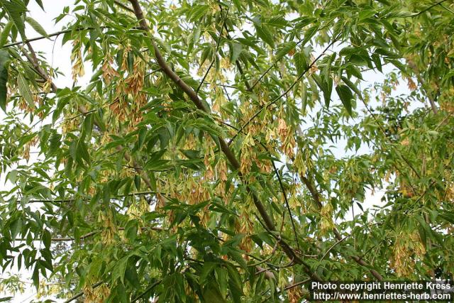 Photo: Acer negundo 1.