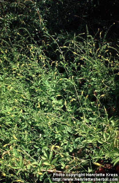 Photo: Agrimonia pilosa 2.