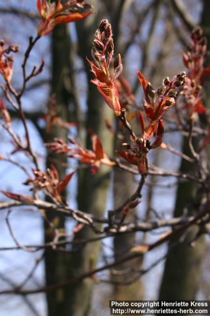 Photo: Amelanchier laevis 5.