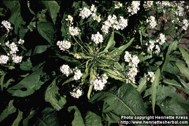 Photo: Armoracia rusticana 5. Photo: Armoracia rusticana 5.