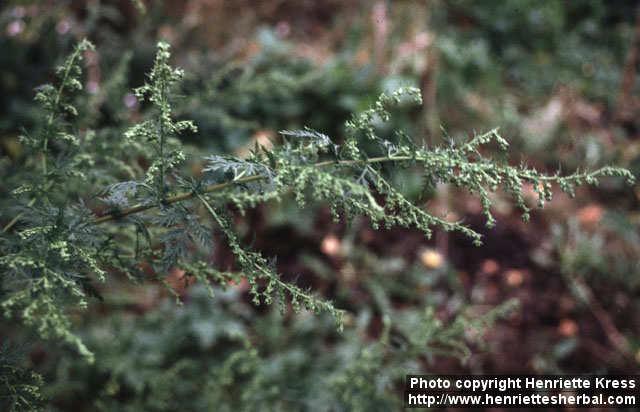 Photo: Artemisia annua 6. Photo: Artemisia annua 6.