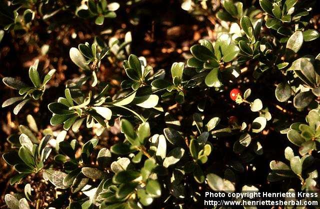 Photo: Arctostaphylos uva ursi 1. Photo: Arctostaphylos uva ursi 1.