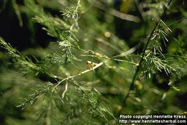 Photo: Asparagus officinalis 6. Photo: Asparagus officinalis 6.