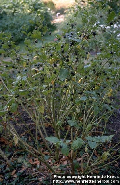 Photo: Atropa belladonna 1. Photo: Atropa belladonna 1.