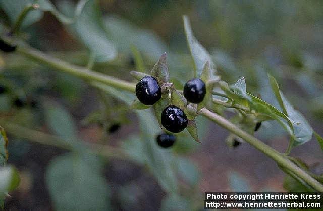 Photo: Atropa belladonna. Photo: Atropa belladonna.