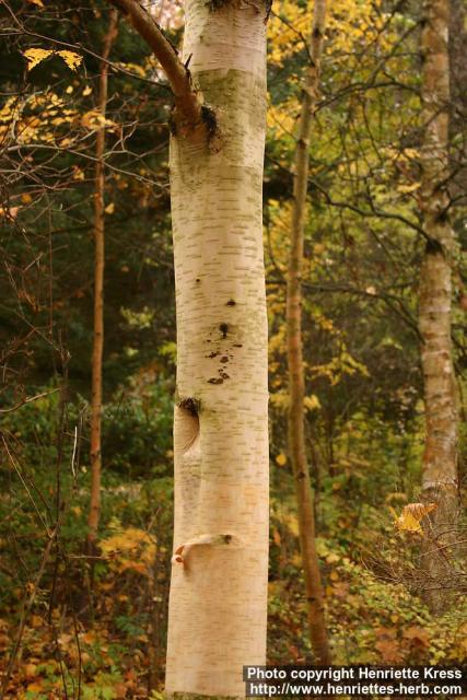 Photo: Betula ermanii 2.