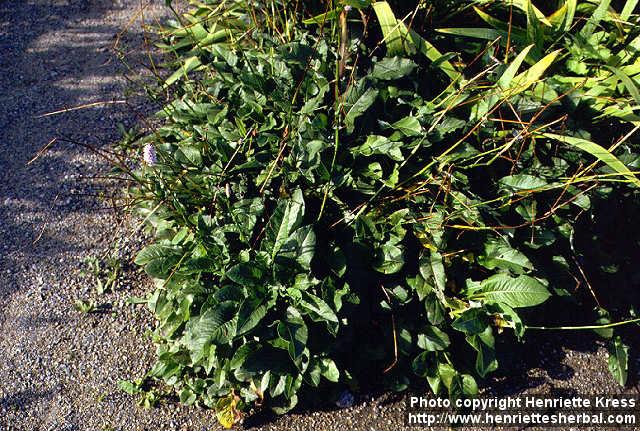 Photo: Bistorta major 4. Photo: Bistorta major 4.