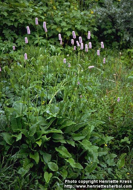 Photo: Bistorta major. Photo: Bistorta major.