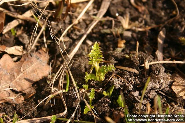 Photo: Carum carvi 8. Photo: Carum carvi 8.