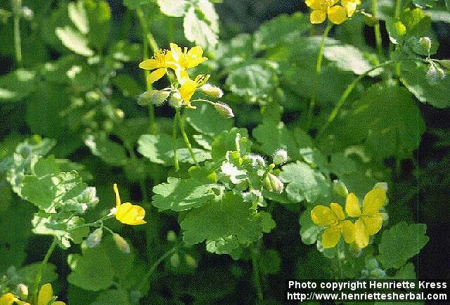 Photo: Chelidonium majus 1. Photo: Chelidonium majus 1.