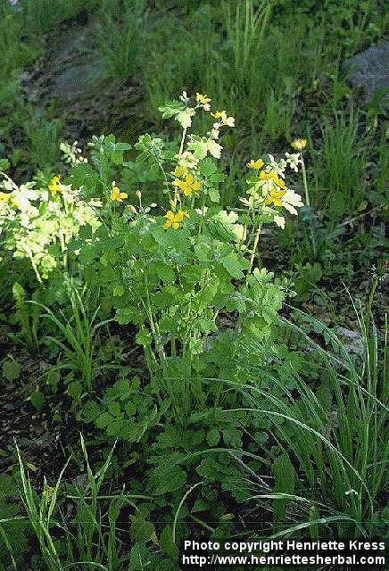 Photo: Chelidonium majus 2. Photo: Chelidonium majus 2.