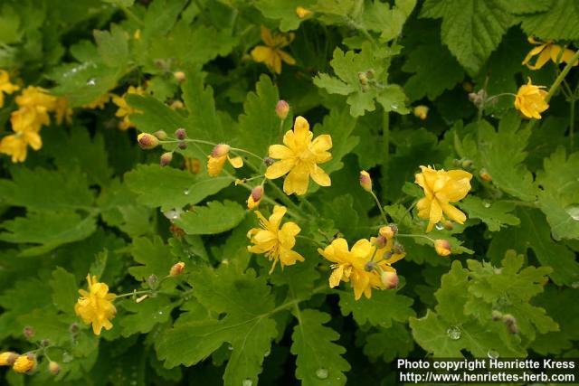 Photo: Chelidonium majus 7. Photo: Chelidonium majus 7.
