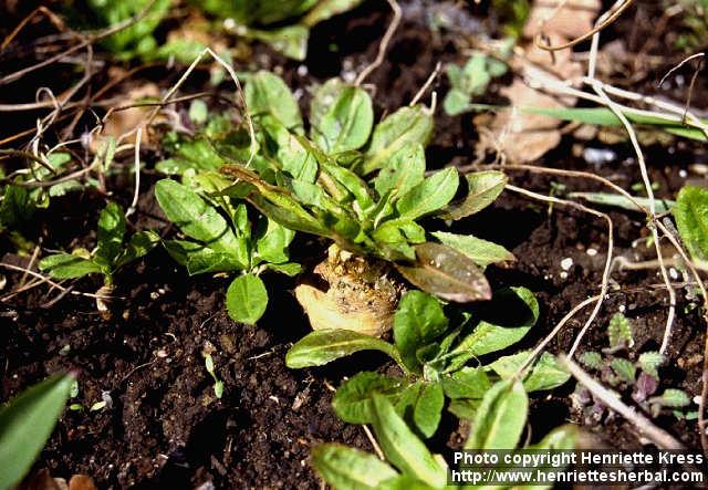 Photo: Cichorium intybus 5. Photo: Cichorium intybus 5.