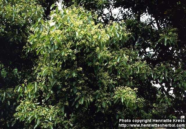 Photo: Cinnamomum camphora 6. Photo: Cinnamomum camphora 6.