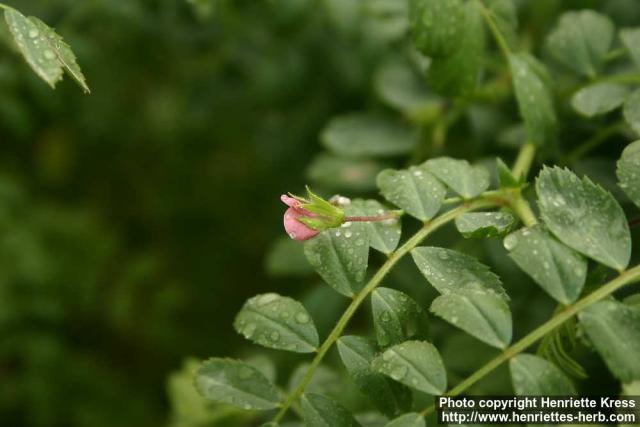 Photo: Cicer arietinum 8.