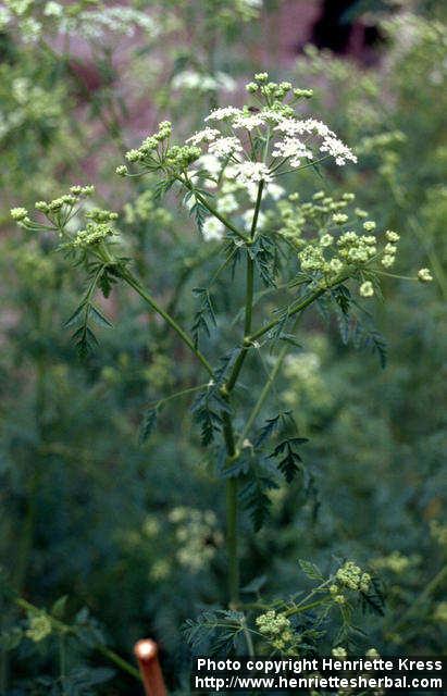 Photo: Conium maculatum 1. Photo: Conium maculatum 1.