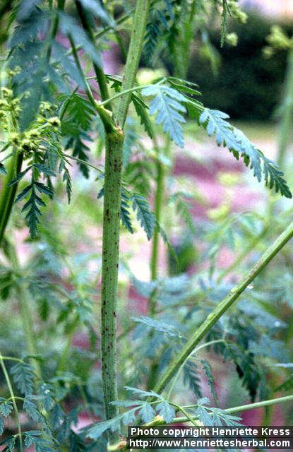 Photo: Conium maculatum 2. Photo: Conium maculatum 2.