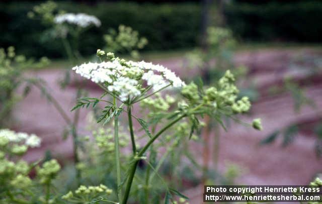 Photo: Conium maculatum 3. Photo: Conium maculatum 3.
