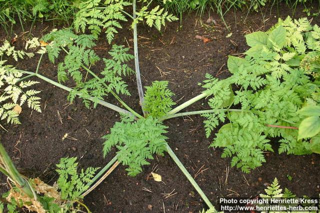 Photo: Conium maculatum 7. Photo: Conium maculatum 7.