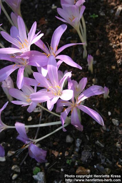 Photo: Colchicum autumnale 6. Photo: Colchicum autumnale 6.