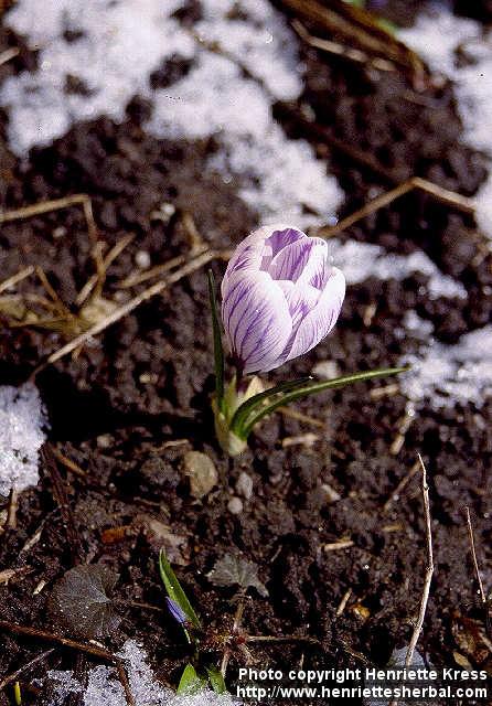 Photo: Crocus vernus 1. Photo: Crocus vernus 1.