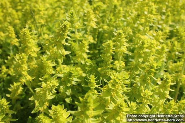 Photo: Cruciata laevipes 7.