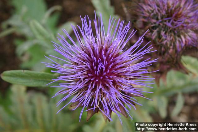 Photo: Cynara scolymus 8. Photo: Cynara scolymus 8.
