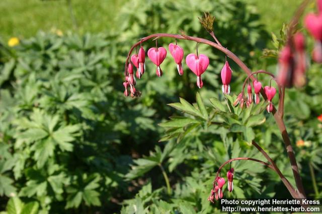 Photo: Lamprocapnos spectabilis 4. Photo: Lamprocapnos spectabilis 4.