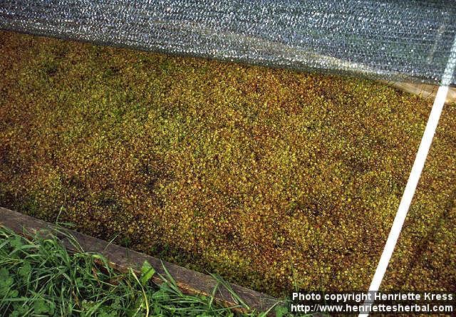 Photo: Drosera rotundifolia 8. Photo: Drosera rotundifolia 8.