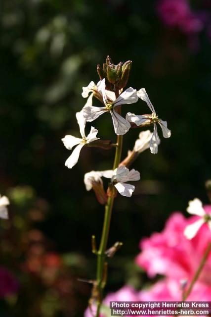 Photo: Eruca vesicaria 8. Photo: Eruca vesicaria 8.