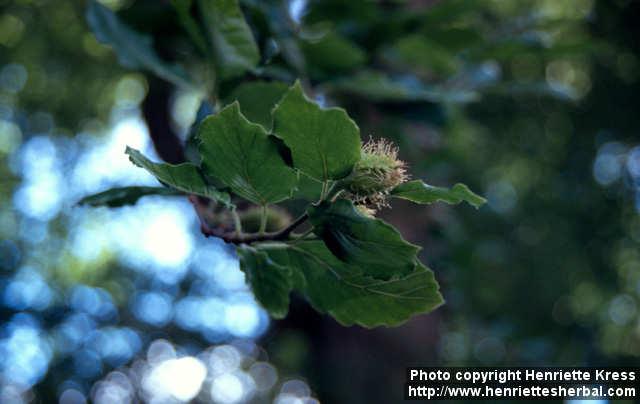 Photo: Fagus sylvatica 2. Photo: Fagus sylvatica 2.