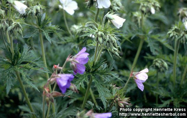 Photo: Geranium pratense 2.