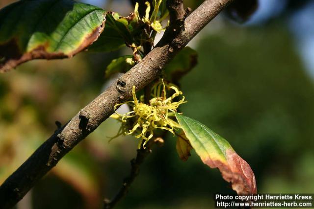 Photo: Hamamelis virginiana 6.