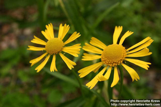 Photo: Helenium autumnale 6. Photo: Helenium autumnale 6.