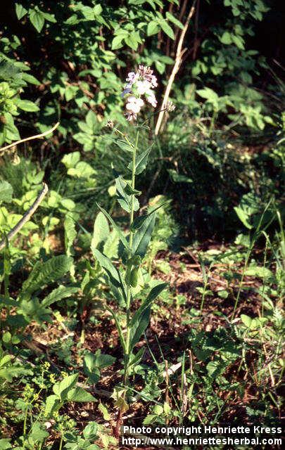 Photo: Hesperis matronalis. Photo: Hesperis matronalis.