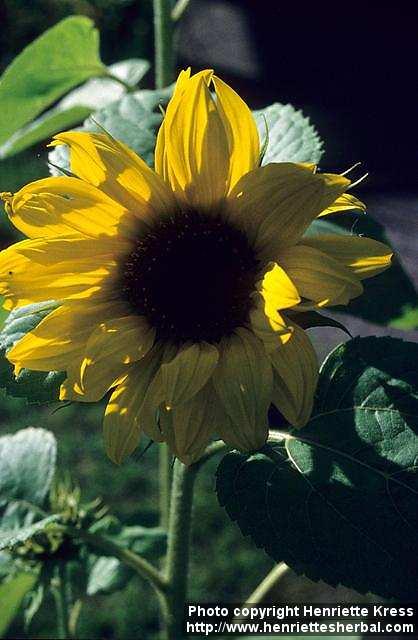Photo: Helianthus annuus 1. Photo: Helianthus annuus 1.