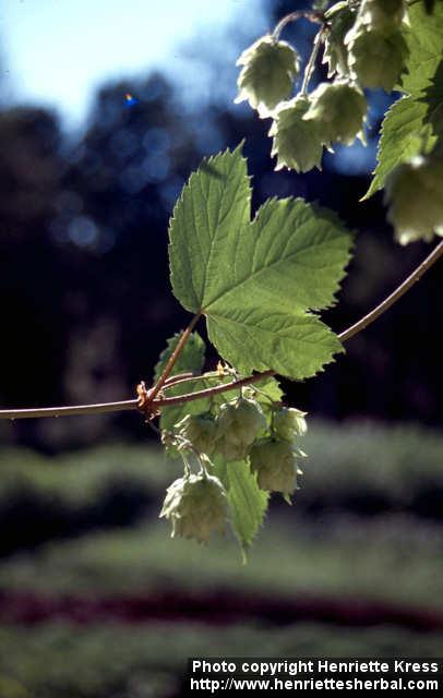 Photo: Humulus lupulus 8. Photo: Humulus lupulus 8.