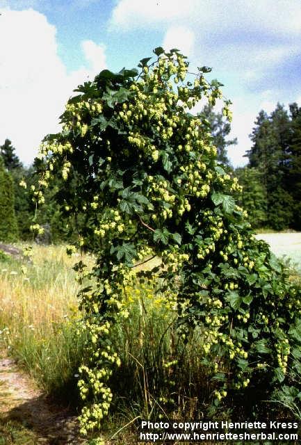 Photo: Humulus lupulus. Photo: Humulus lupulus.
