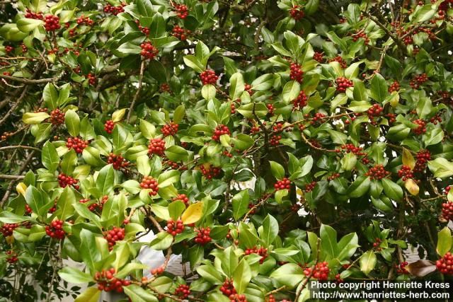 Photo: Ilex aquifolium 2.