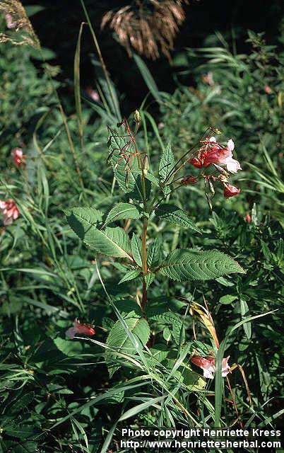 Photo: Impatiens glandulifera 3. Photo: Impatiens glandulifera 3.