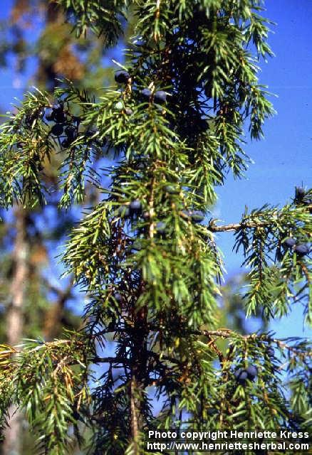 Photo: Juniperus communis 5. Photo: Juniperus communis 5.