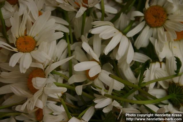 Photo: Leucanthemum vulgare 9.