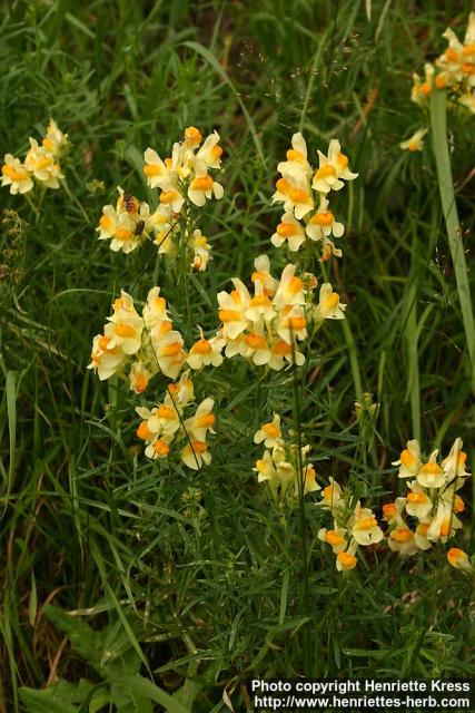 Photo: Linaria vulgaris 8. Photo: Linaria vulgaris 8.