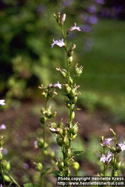 Photo: Lobelia inflata 2. Photo: Lobelia inflata 2.