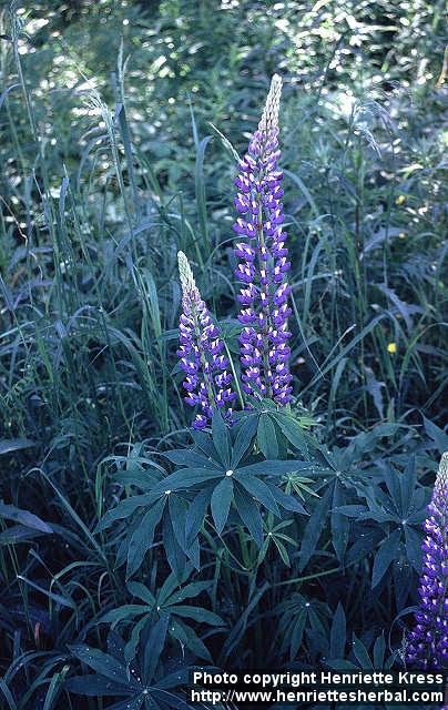 Photo: Lupinus polyphyllos 1. Photo: Lupinus polyphyllos 1.