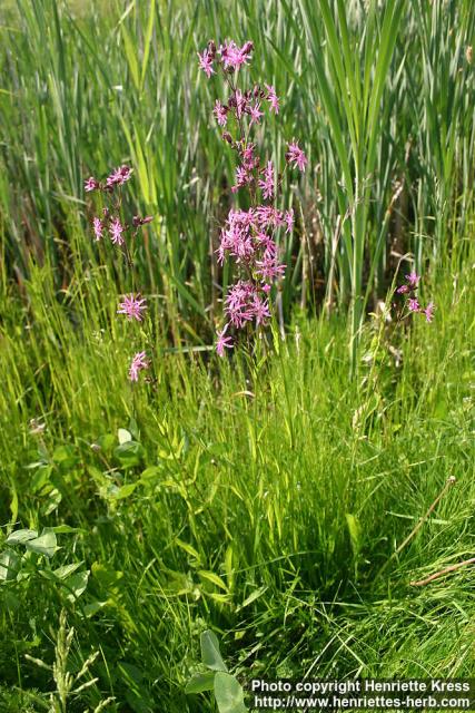 Photo: Lychnis flos cuculi 3. Photo: Lychnis flos cuculi 3.