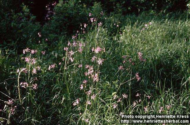 Photo: Lychnis flos cuculi. Photo: Lychnis flos cuculi.