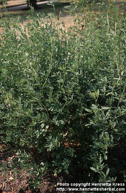 Photo: Melilotus albus. Photo: Melilotus albus.