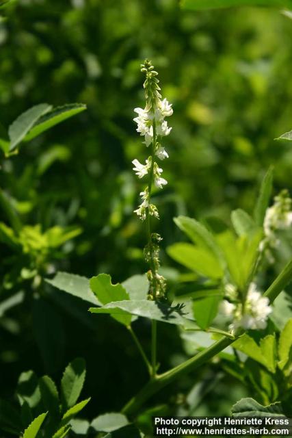 Photo: Melilotus albus 4. Photo: Melilotus albus 4.